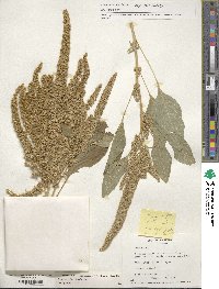 Amaranthus hypochondriacus image