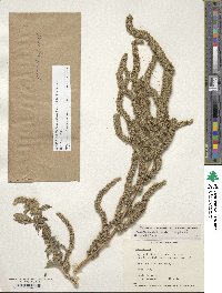 Amaranthus hybridus image