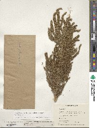 Amaranthus hybridus image