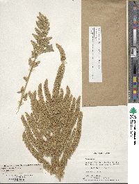 Amaranthus hypochondriacus image