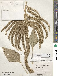 Amaranthus hypochondriacus image