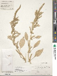 Amaranthus hybridus image