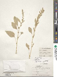 Amaranthus hybridus image