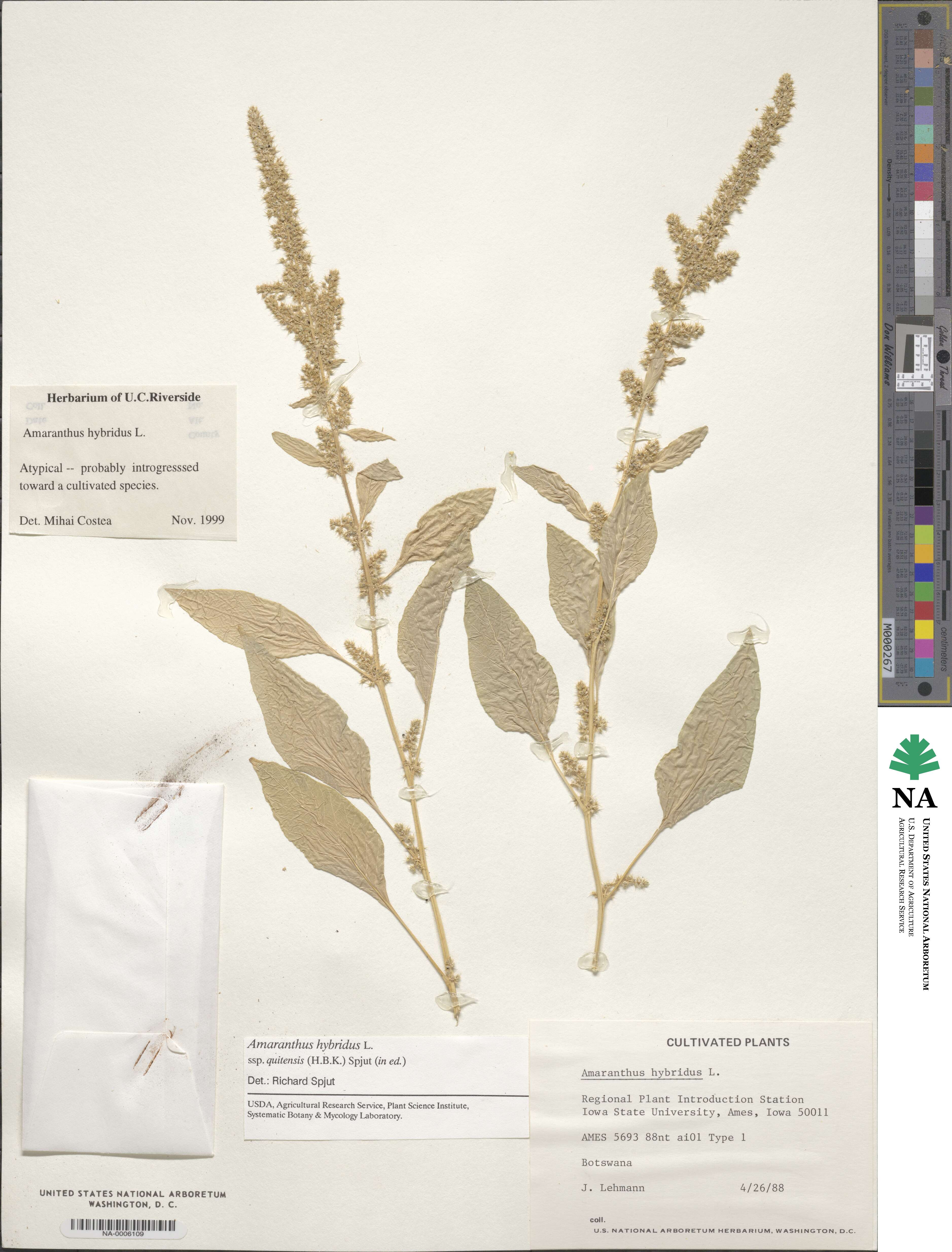 Amaranthus hybridus image
