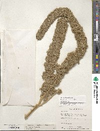 Amaranthus hypochondriacus image