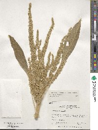 Amaranthus hypochondriacus image