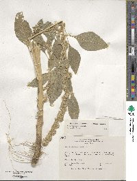 Amaranthus hypochondriacus image