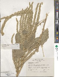 Amaranthus hypochondriacus image