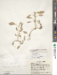 Amaranthus hypochondriacus image