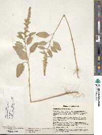 Amaranthus hypochondriacus image