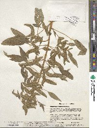 Amaranthus hybridus image