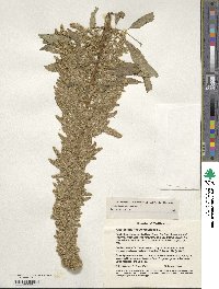 Amaranthus hypochondriacus image