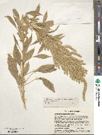 Amaranthus hypochondriacus image