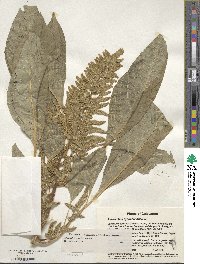 Amaranthus hypochondriacus image