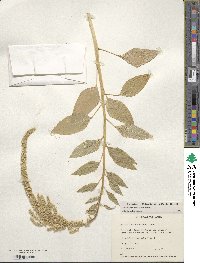 Amaranthus hypochondriacus image