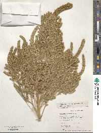 Amaranthus hypochondriacus image