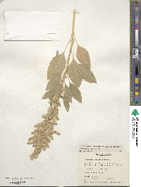 Amaranthus hypochondriacus image