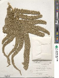 Amaranthus hypochondriacus image