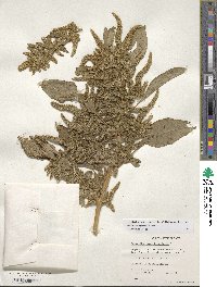 Amaranthus hypochondriacus image