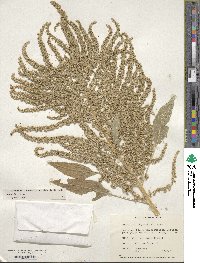 Amaranthus cruentus image