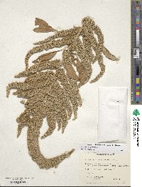 Amaranthus hypochondriacus image