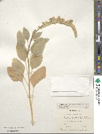 Amaranthus hypochondriacus image