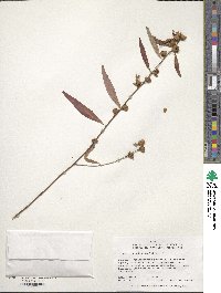 Ludwigia alternifolia image