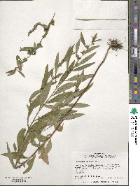 Ludwigia alternifolia image