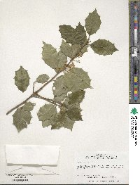 Ilex opaca image