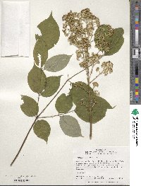 Aralia spinosa image