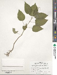 Circaea canadensis image