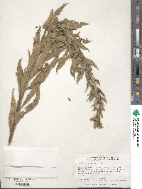 Oenothera biennis image