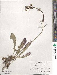 Salvia lyrata image