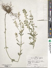 Scutellaria integrifolia image