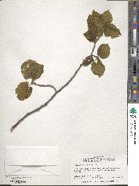 Image of Tilia americana