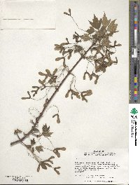 Acer rubrum image