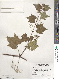 Ampelopsis glandulosa image