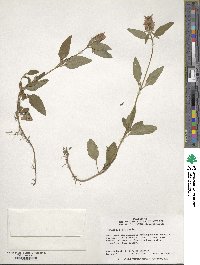 Prunella vulgaris image