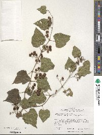 Ampelopsis glandulosa var. brevipedunculata image