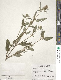 Prunella vulgaris image