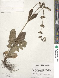 Salvia lyrata image