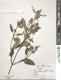 Prunella vulgaris image