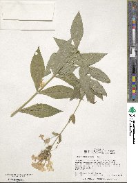 Ipomoea paniculata image