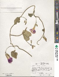 Ipomoea purpurea image