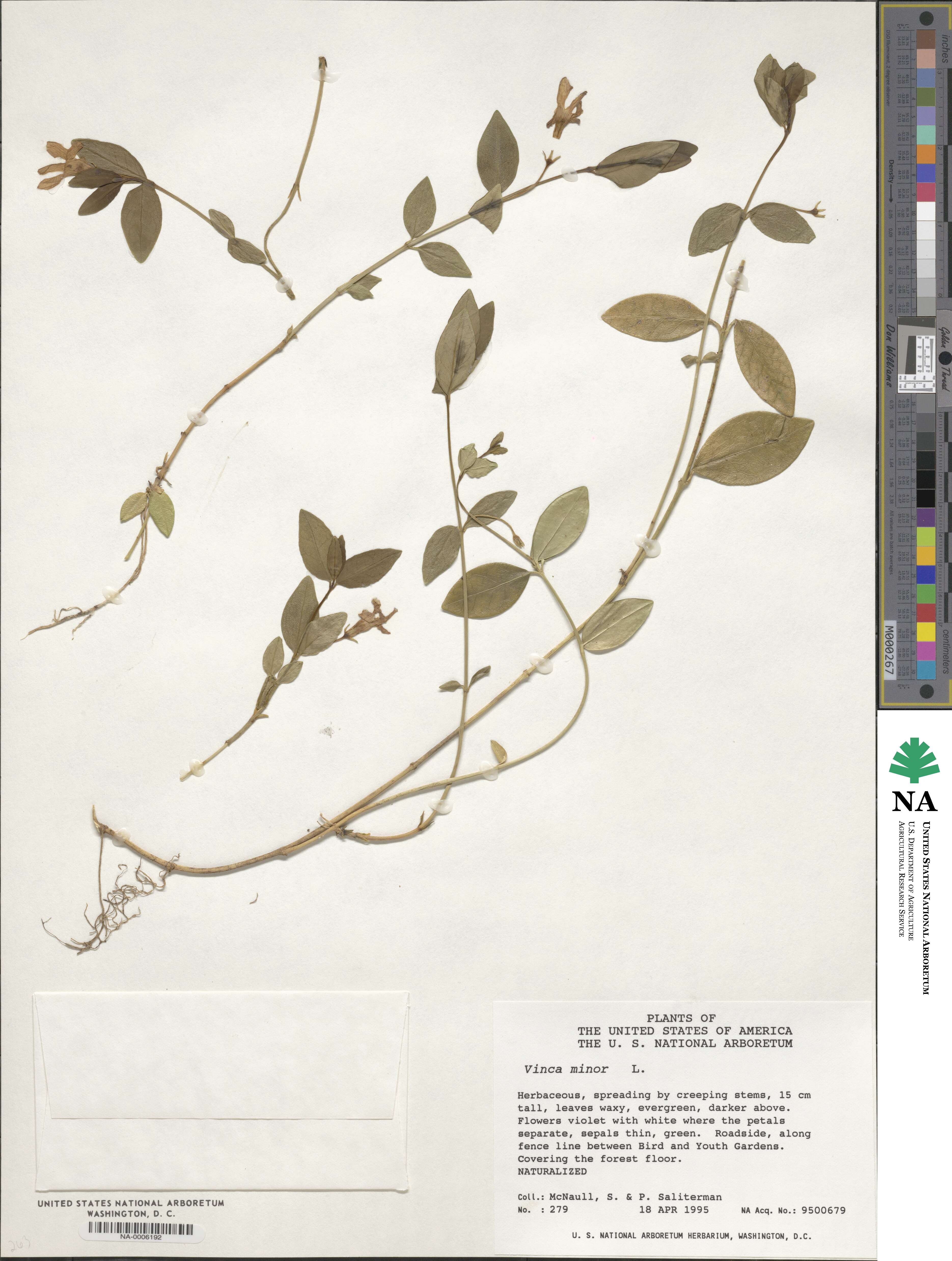 Vinca minor image