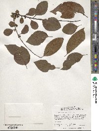 Diospyros virginiana image