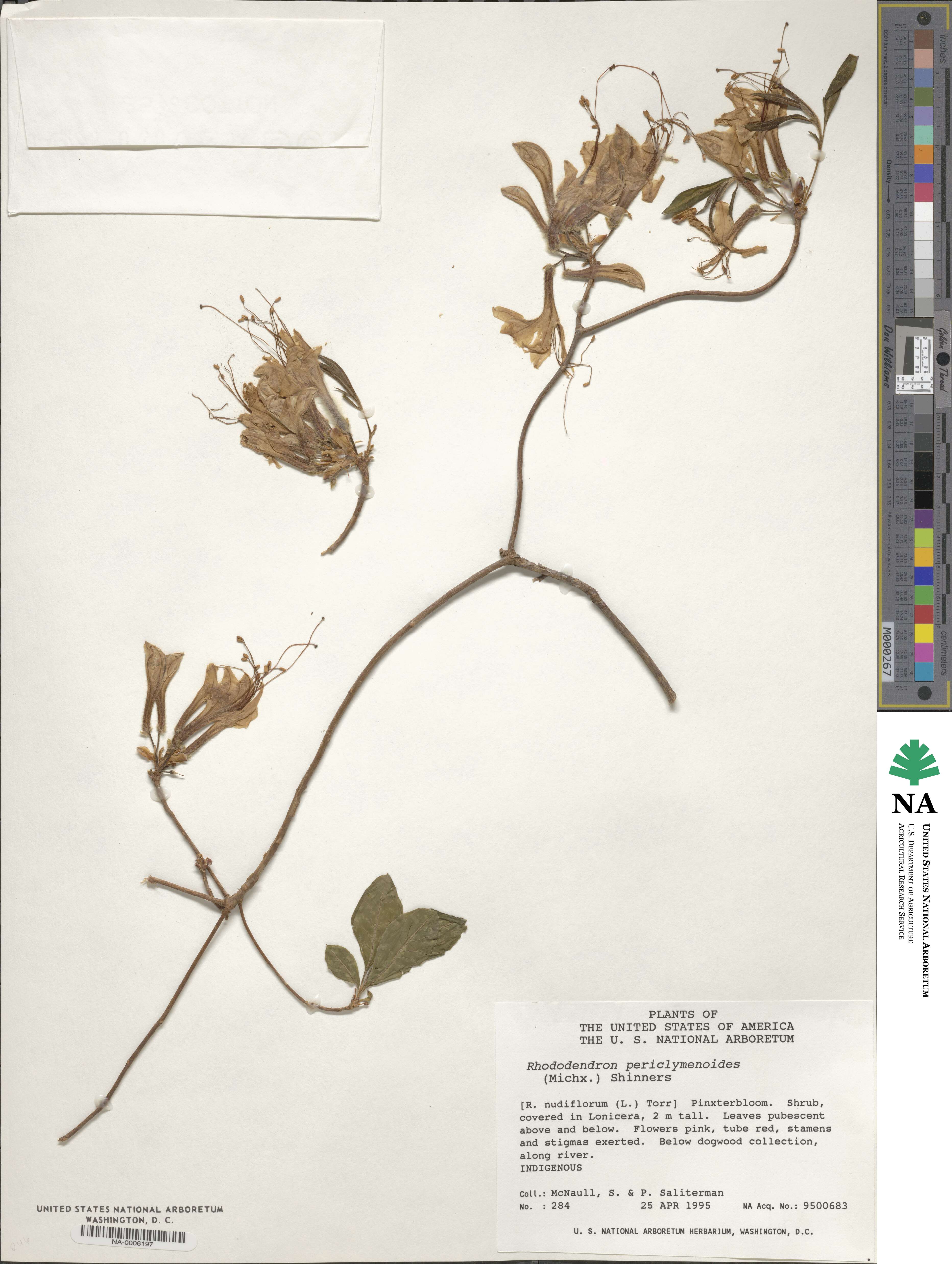 Rhododendron periclymenoides image