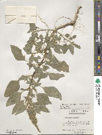 Amaranthus hybridus image