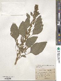 Amaranthus hybridus image