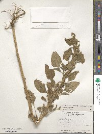 Amaranthus hybridus image